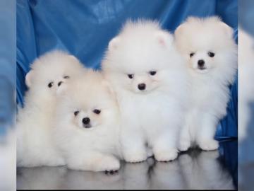 Pomeranian (Zwergspitz)Welpen