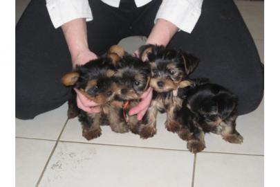 Mini-Yorki-Babys & Yorkshire - Babys m. 