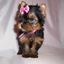 Yorkshire Terrier Welpen! Auch kleine so