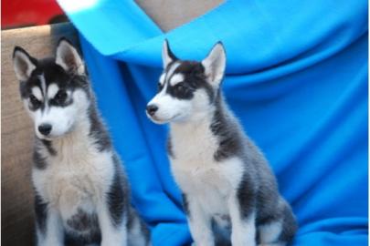 Reinrassige Husky-Welpen