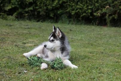 Reinrassige Husky-Welpen