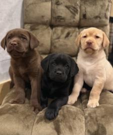 Labrador Welpen sucht ab sofort ein neue