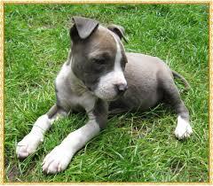 Exclusive American staffordshire Welpen