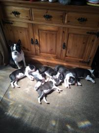 Boston Terrier-Welpen. 