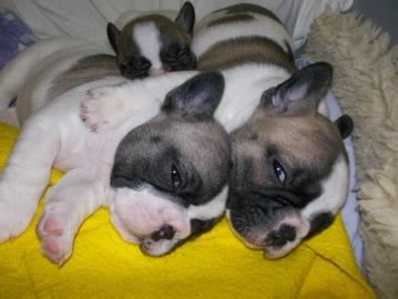Ein Blue-Fawn- Scheckr�de sucht noch sei