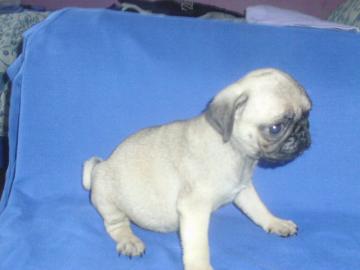 Mops Baby