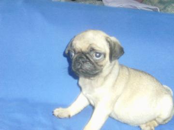 Mops Baby