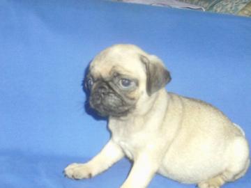 Mops Baby