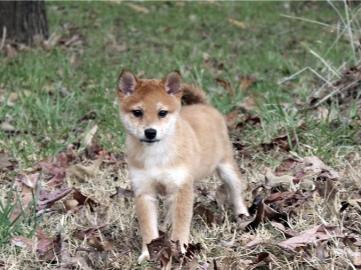 Shiba Inu puppies