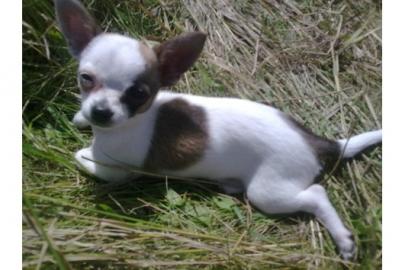 Mini Chihuahua Welpen (Weibchen/ R�den)