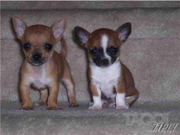Mini Chihuahua Welpen (Weibchen/ R�den)