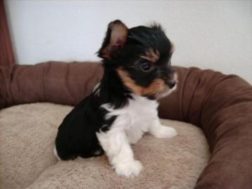 Pure Breed Biewer Yorkshire Terrier Welp