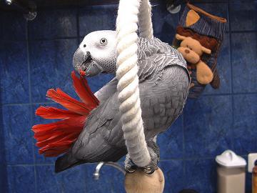 Grau Papageien   preis: 200 EUR