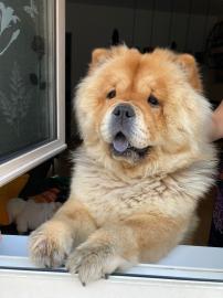 S?sse Chow Chow H?ndin Jung