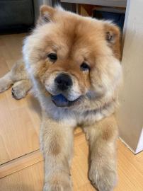 S?sse Chow Chow H?ndin Jung