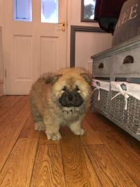 Chow chow welpen alle farben