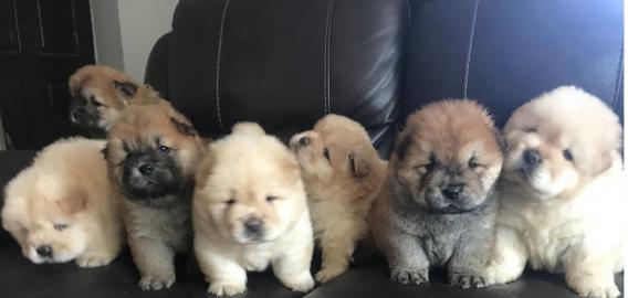 Chow chow welpen alle farben