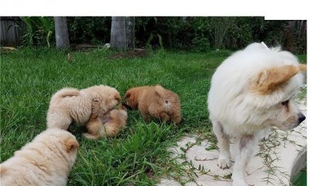 Chow chow welpen alle farben