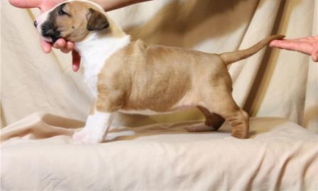 Miniature Bull Terrier mit Ahnentafel