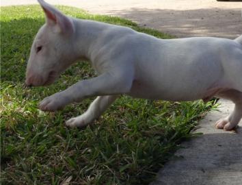 Miniature Bull Terrier mit Ahnentafel
