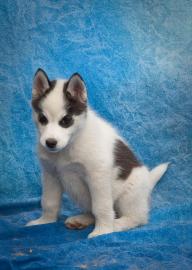 siberian husky welpen