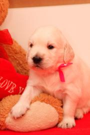 GOLDEN RETRIEVER WELPEN