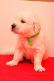 GOLDEN RETRIEVER WELPEN