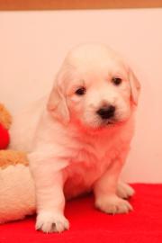 GOLDEN RETRIEVER WELPEN