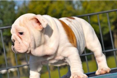 Extrem Sch�ne Typvolle Engl.  Bulldoggen