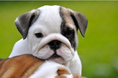 Extrem Sch�ne Typvolle Engl.  Bulldoggen