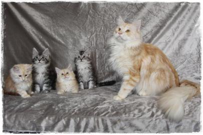 Maine Coon Babys Kitten mit Papieren zu