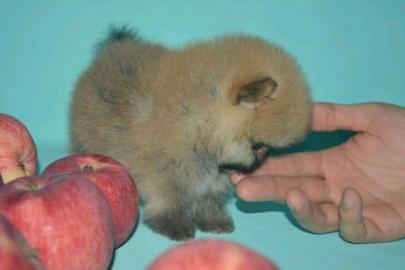 Wei?er pommeranian Welpe