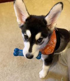 Entz?ckender Siberian Husky erh?ltlich
