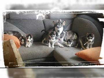 Reinrassige Huskywelpen