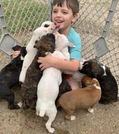 S��e Boxer-Welpen abzugeben