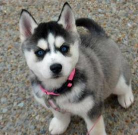 Siberian Husky Welpen mit FCI /VDH Papie