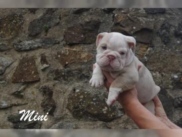 English/Englisch Bulldog in lilac/merle,