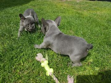 franz?sische Bulldog Welpen