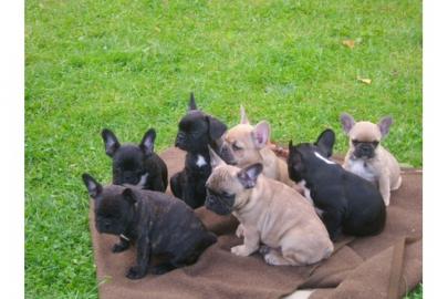 S�se Franz�sische Bulldogge - welpen