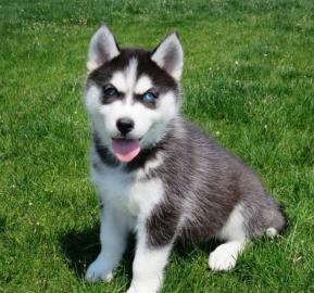Siberian Husky Puppies Blaue Augen berei