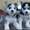 Siberian Husky Puppies Blaue Augen berei