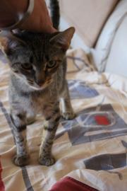 Reinrassige Katzen mit Papieren