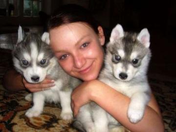 100% Reinrassige Siberian Husky Welpen