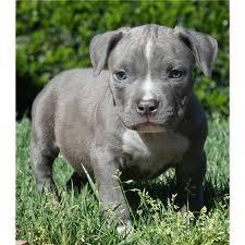Pitbull blueline welpen zu verkaufen
