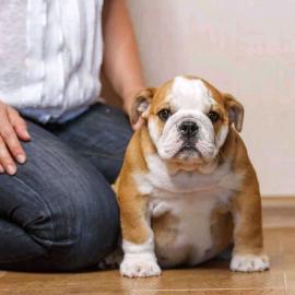 Franz?sische Bulldog Welpen