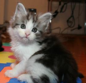 Sch�neMaine Coon K�tzchen