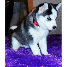 Atemberaubende Meister Siberian Husky-We