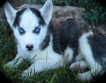 Atemberaubende Meister Siberian Husky-We