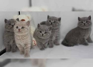 S��e Britisch Kurzhaar / BKH / Kitten in