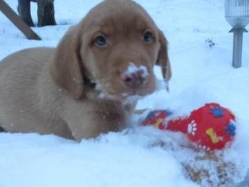 Labrador - Welpen mit Papiere !